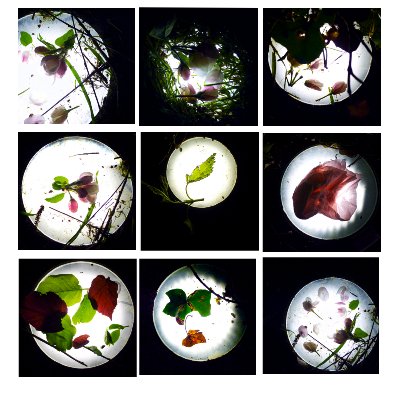 flower_collage_mixed9